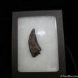 Inch Nanotyrannus (Juvenile T-Rex) Tooth #1265-2